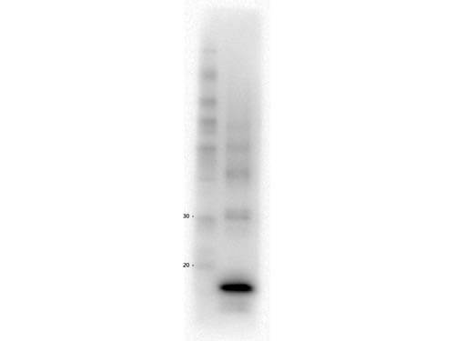 Western Blot of Anti-Procalcitonin (MOUSE) Monoclonal Antibody - 200-301-I39