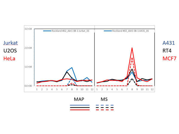 PAGE-MAP (microsphere affinity proteomics) of Mouse Anti-AKT1 Antibody. (Catalog Number: 200-301-I51, Lot Number: 29014). Antibody array western blot binding of gelfree size separated fractions of multiple lysates (solid lines) and shotgun mass spectroscopy identification (dashed lines) of the target band run in parallel correlate confirming the specificity of this antibody against AKT1. Data was provided by the Lund-Johansen lab of Oslo University Hospital. For more information on PAGE-MAP/IP-MS identification of antibody specificity and its large-scale implementation for antibody validation see Sikorski et. al., (2018) Nature Methods 15, 909-912.