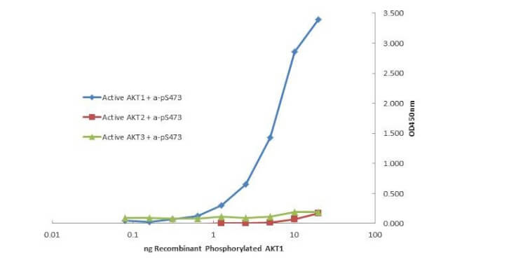 Flow Cytometry of Mouse anti-AKT1 Phycoerythrin