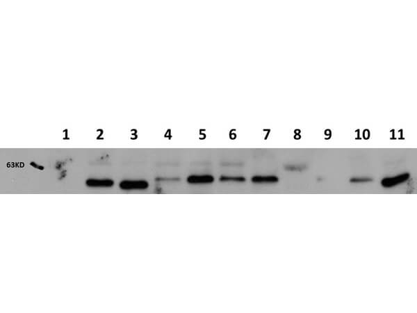 Monoclonal mouse anti AKT1 - WB - Cell lines