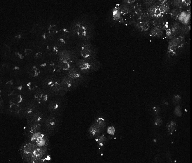 Immunofluorescence - Mouse monoclonal anti AKT3