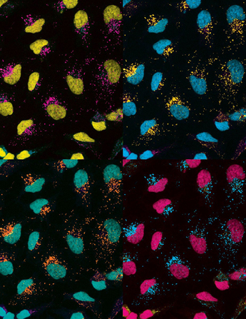 Immunofluorescence using ModDetect™