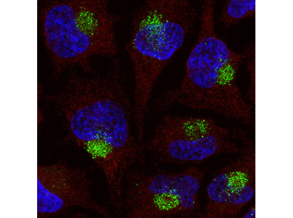 Immunofluorescence using ModDetect™ Phosphorothioate Clone PS03