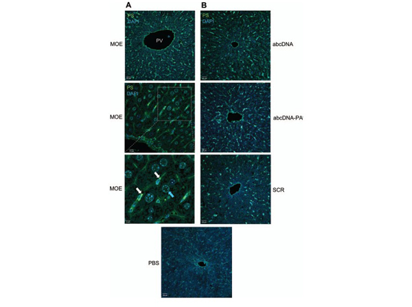 Immunofluorescence using ModDetect™ Phosphorothioate Clone PS03