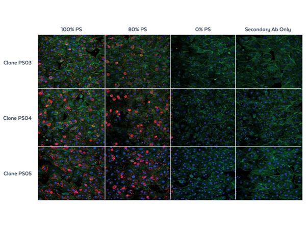 Biodistribution of ONT drug using selected Anti-PS monoclonal antibodies