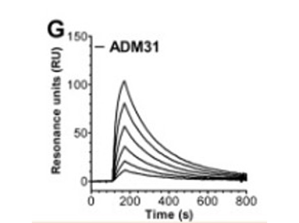 Titration of hFcRn (ADM31) Antibody