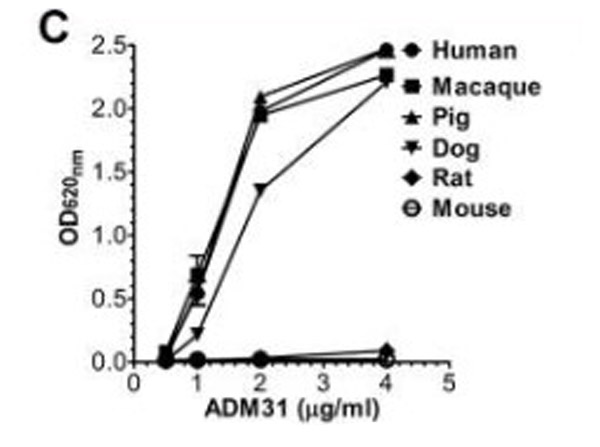 ELISA of hFcRn (ADM31) Antibody