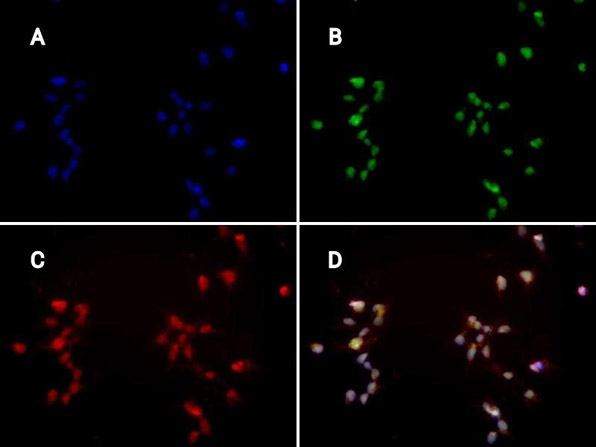 Immunofluorescence of Mouse Anti-hFcRn (ADM31) Antibody