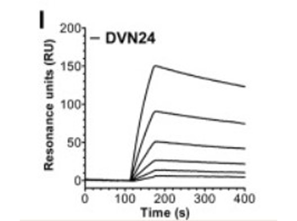 Titration of hFcRn (DVN24) Antibody