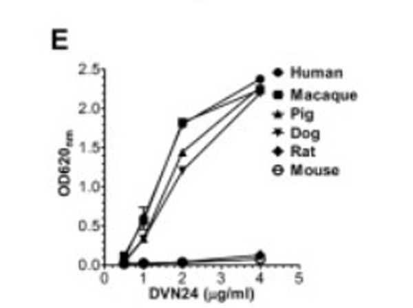 ELISA of hFcRn (DVN24) Antibody