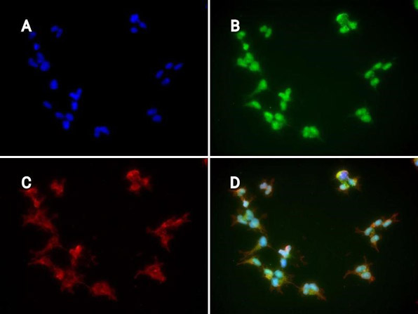 Immunofluorescence of hFcRn (DVN24) Antibody