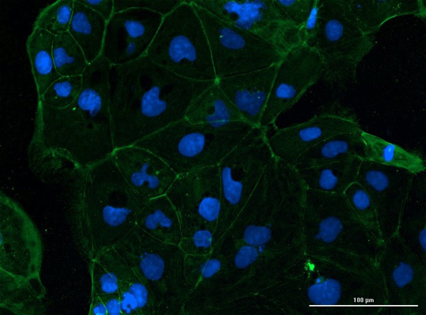 Immunofluorescence of Mouse Anti-hFcRn (DNV24) Antibody