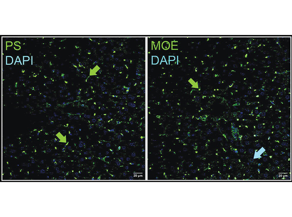 Immunohistochemistry of a systemically delivered ASO in mice