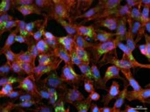 Immunofluorescence using OME02