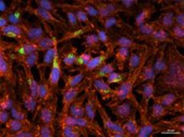 Immunofluorescence using OME03