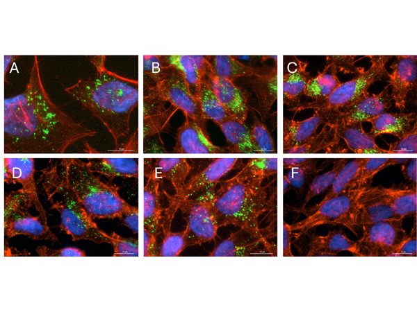 Immunofluorescence using OME03