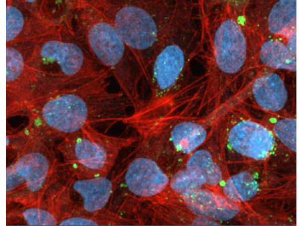 Immunofluorescence using OME03