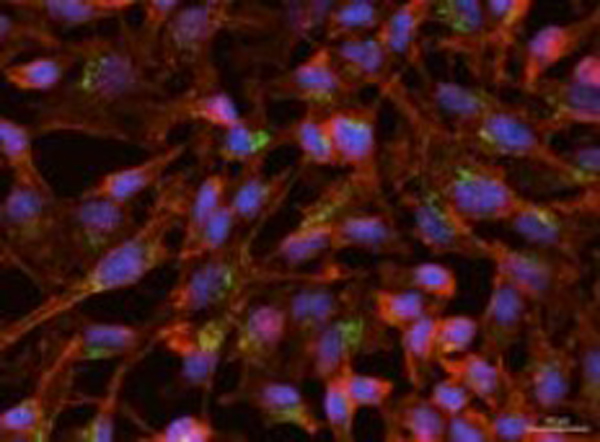 Immunofluorescence using OME04