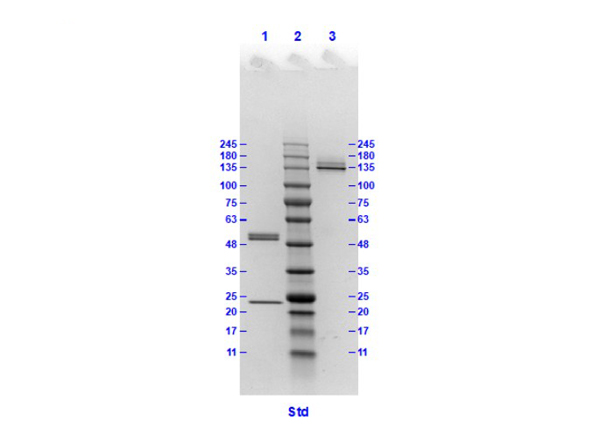 SDS results of HA clone 1D4