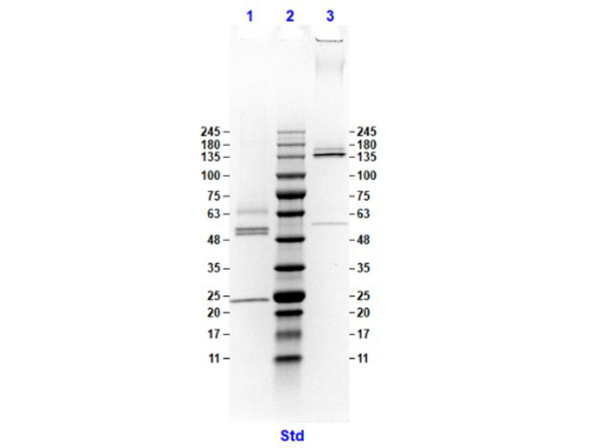 SDS results of HA clone 20E8