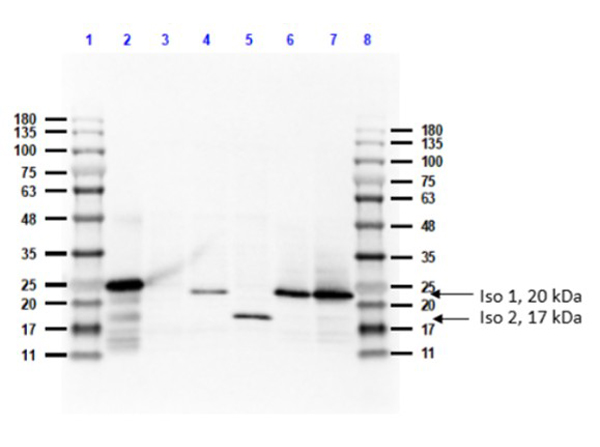 Western Blot using Feimin