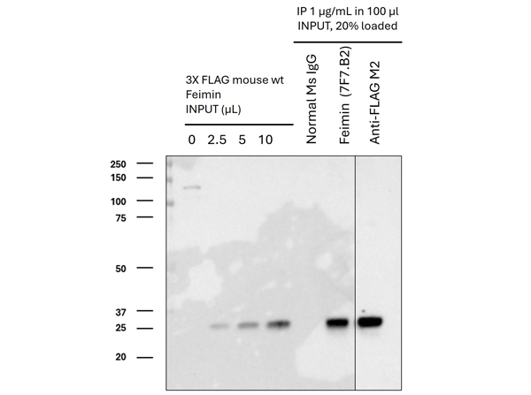 Immunoprecipitation using Feimin