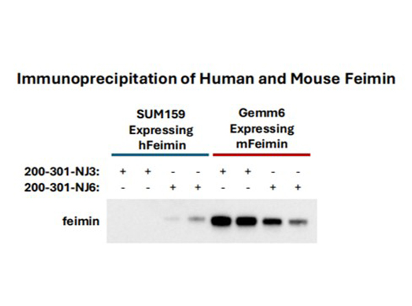 Immunoprecipitation using Feimin