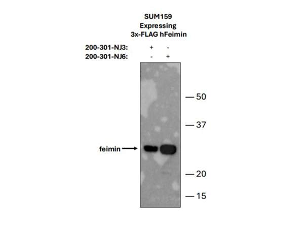 Immunoprecipitation using Feimin