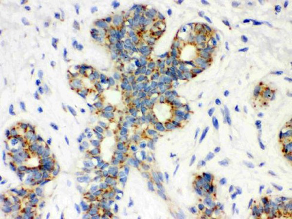 Immunohistochemistry of Mouse Anti-Calbindin-D antibody.