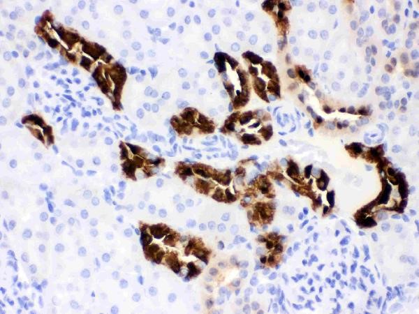 Immunohistochemistry of Mouse Anti-Calbindin-D antibody.