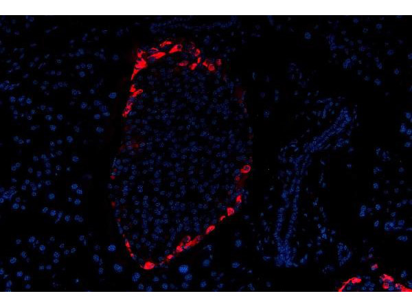 Immunofluorescence analysis of Glucagon