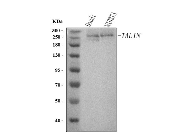 Western blot analysis of Talin