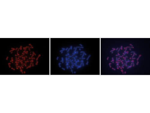 Fluorescence in situ Hybridization (FISH) of Anti-5-mC antibody