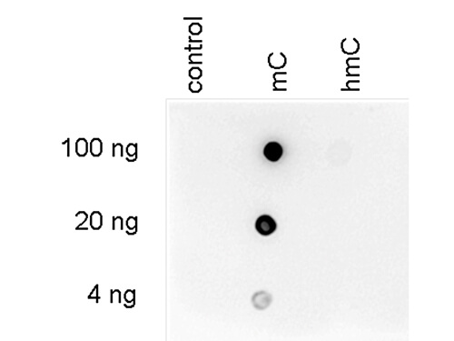 Dot Blot of anti-5-mC monoclonal antibody