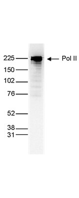 Western Blot of anti-Pol II antibody