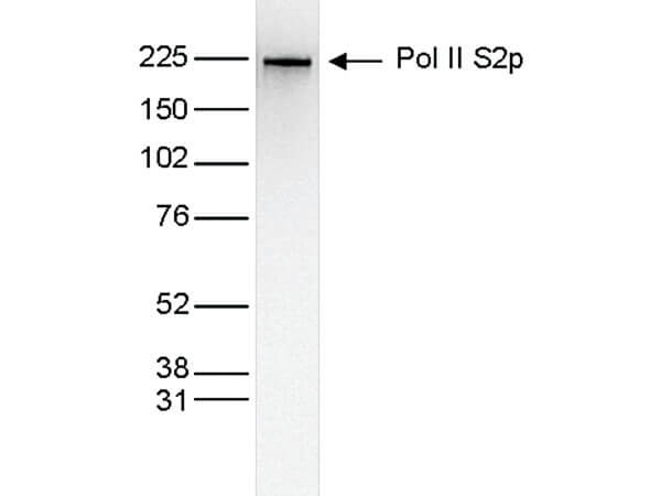 Western Blot of anti-Pol II S2p antibody
