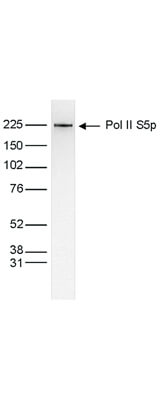 Western Blot of anti-Pol II S5p antibody