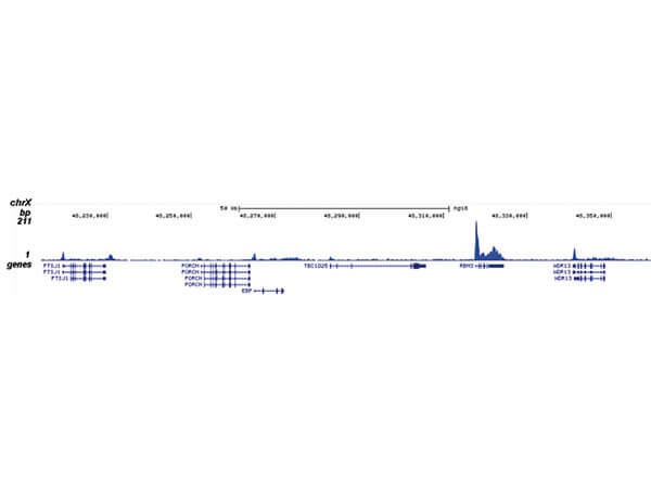 Chromatin Immunoprecipitation on Pol II S5p antibody