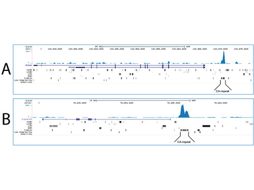 Methylated DNA immunoprecipitation sequencing with anti-5-mC Antibody