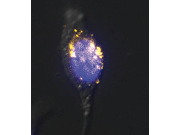 Immunofluorescence Microscopy of Mouse anti-5-mC antibody