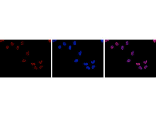 Immunofluorescence Microscopy of anti-HDAC3 antibody
