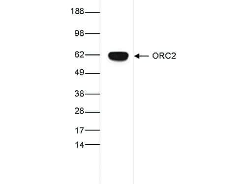 Western Blot of anti-ORC2 antibody