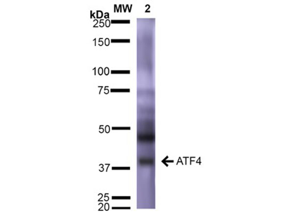 Western Blot of Anti-ATF4
