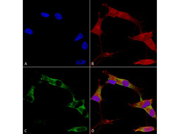 Immunofluorescence of Mouse Anti-Protocadherin Gamma