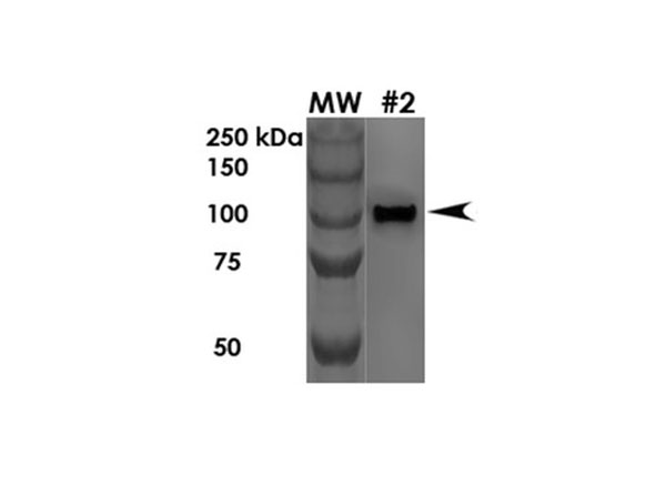 Western Blot of Anti-Protocadherin Gamma Monoclonal Antibody