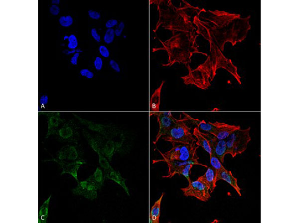 Immunofluorescence of Mouse Anti-Protocadherin Gamma