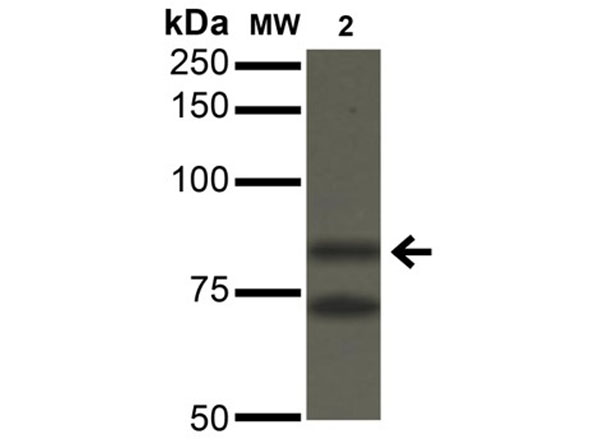 Western Blot of Mouse Anti-Ataxin 1 Monoclonal Antibody