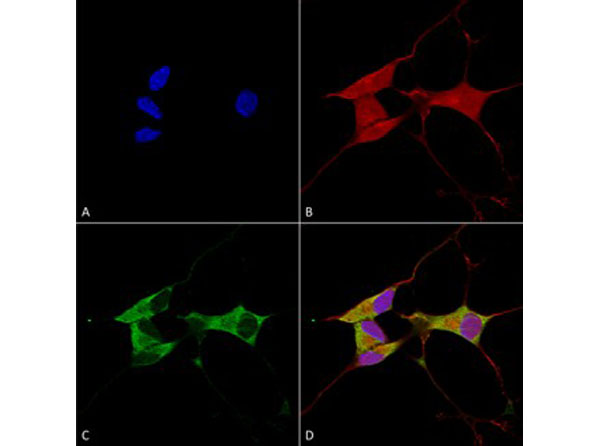 Immunofluorescence of Mouse Anti-Mitofusin 2 Monoclonal Antibody