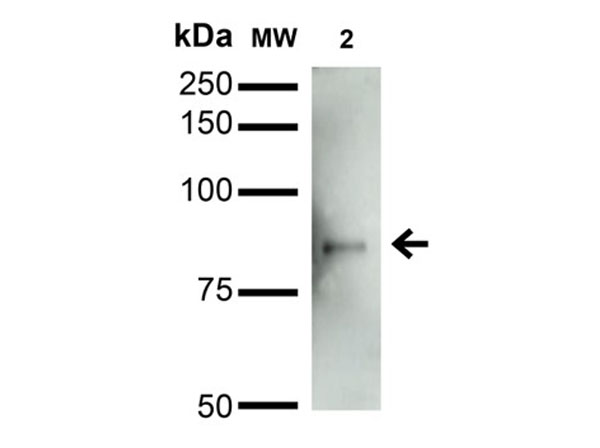 Western Blot of Mouse Anti-Mitofusin 2 Monoclonal Antibody