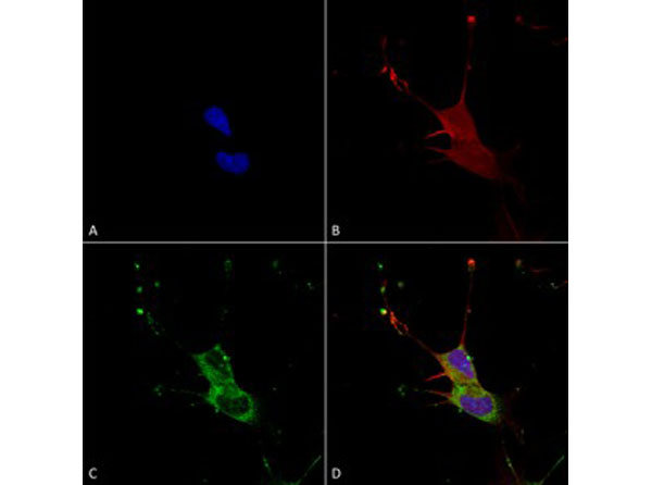 Immunofluorescence of Mouse Anti-LGI1 Monoclonal Antibody